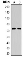 Anti-EPO Receptor Antibody