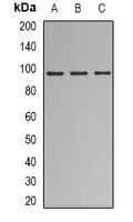 Anti-Nibrin Antibody