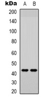Anti-JUND (Phospho-S255) Antibody