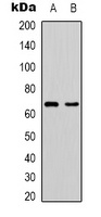 Anti-PAK1 Antibody