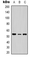 Anti-NTR1 Antibody