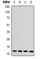 Histone H3 antibody