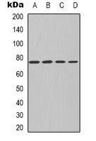 PKC iota/zeta antibody