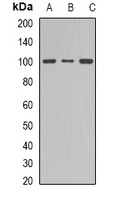 Anti-Dynamin 1 Antibody