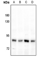 FAP alpha antibody