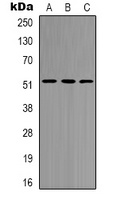 Anti-HNF4 alpha/gamma Antibody