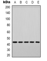 p38 (phospho-Y182) antibody