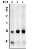 Anti-JNK1/2/3 Antibody