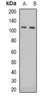 RB1 (phospho-S795) antibody