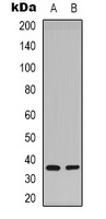 Syntaxin 1A (phospho-S14) antibody