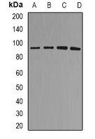 MDM2 antibody