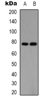 PIAS1 antibody