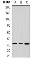 Anti-DUSP9 Antibody