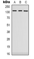 Anti-PLEKHG4 Antibody