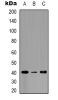 Anti-EP2 Antibody