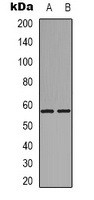 GPR101 antibody