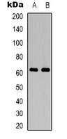 Anti-PAK2 Antibody