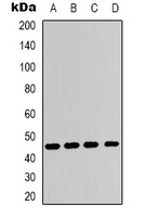Anti-Adenosine A2a Receptor Antibody