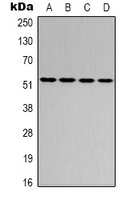 Anti-ATF2 Antibody