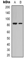 STAT4 antibody