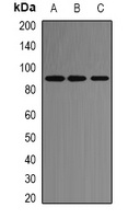 ACE2 antibody