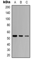 p53 (phospho-S46) antibody