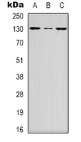 DGK iota antibody