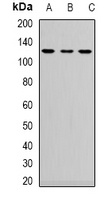 Neuropilin 2 antibody