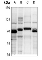 Anti-TRAF6 Antibody
