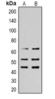 SHCA (phospho-Y427) antibody