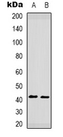 CCR5 (phospho-S349) antibody