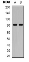 Caldesmon (phospho-S789) antibody