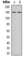 Anti-PER2 (Phospho-S662) Antibody