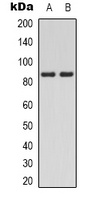 PI3K p85 alpha (phospho-Y607) antibody