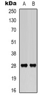 BCL2 antibody