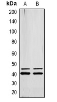 ERK1/2 (phospho-Y222/205) antibody