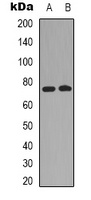 Anti-c-RAF Antibody