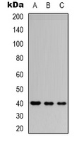 CD32b antibody