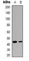 c-Jun antibody