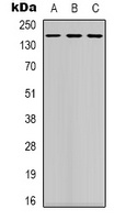 DAP Kinase 1 antibody