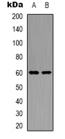 Anti-GRB10 Antibody