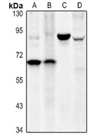 CD127 antibody