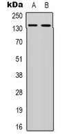 DNA Ligase 4 antibody