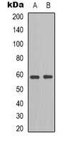 Anti-BLK Antibody