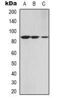 Anti-cGK 2 Antibody