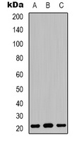 Claudin 3 antibody