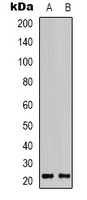 Claudin 7 antibody