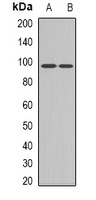 EPB41 antibody