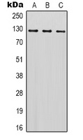 SREBP1 antibody