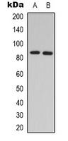Anti-GRK3 Antibody